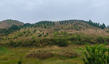 洞口县龙江牧场