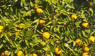 湖南省朝花农业发展有限公司