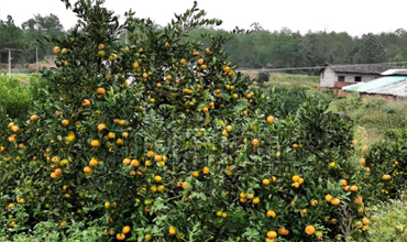 洞口县成顺柑桔种植专业合作社