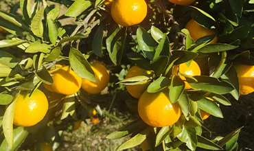 洞口县贤武柑桔种植专业合作社