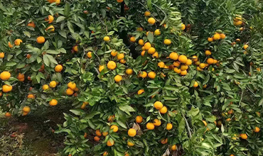 洞口县鑫鑫柑橘种植专业合作社