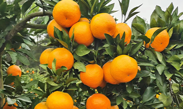 洞口县山塘家庭农场