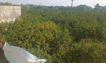 洞口南泥柑桔种植专业合作社